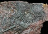 Large, x Scyphocrinites Crinoid Plate - Morocco #45214-2